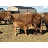 Image 5 : Black Powder Cattle Company - 36 Red & Black X Pairs (Oxbow, SK)