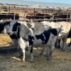 Image 2 : Idaho Dairies/Ranches - 22 Cows (Burley, ID)