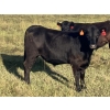 Image 10 : Jarokosky Farms - 830# September Delivery Grass Steers - 75 Head (Cayley, AB)