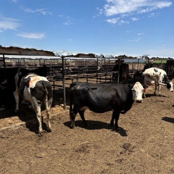 Idaho Dairies/Ranches - 53 Mixed (Burley, ID)