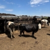 Image 1 : Idaho Dairies/Ranches - 53 Mixed (Burley, ID)