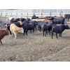 Image 5 : South Island Farms - 920# September Delivery Heifers - 68 Head (Bow Island, AB)