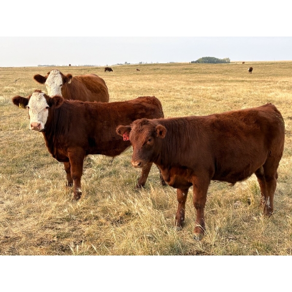 Jones Hereford Ranch - 675# October Delivery Steer Calves - 85 Head (Balzac, AB)