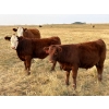 Image 1 : Jones Hereford Ranch - 675# October Delivery Steer Calves - 85 Head (Balzac, AB)
