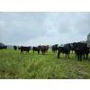 Image 21 : Vandenhoven Farms - 650# November Delivery Steer Calves - 95 Head (Rimbey, AB) VBP+
