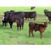 Image 12 : Knapp Farms - 550# October Delivery Steer Calves - 110 Head (Southey, SK)