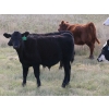 Image 4 : LV Farms - 520# November Delivery Steer Calves - 75 Head (Midale, SK)