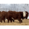 Image 3 : FM Livestock / Anchor P Farms - 900# March Delivery Steers - 68 Head (Bentley, AB)
