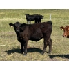 Image 2 : CRH Farms - 640# October Delivery Steer Calves - 95 Head (Harding, MB)