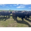 Image 10 : Jay Be Acres Ltd. - 950# July Delivery Grass Heifers - 62 Head (Deloraine, MB)
