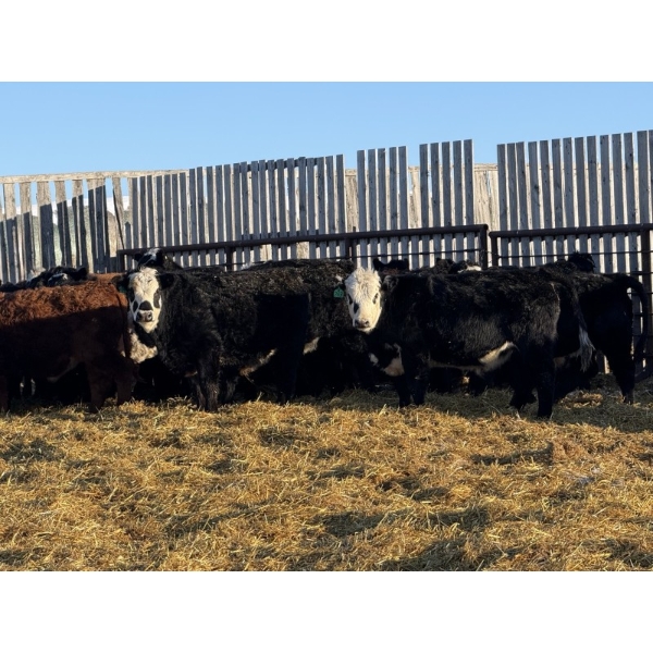 Bar R Ranch - 920# February Weaned Steers - 68 Head (Foam Lake, SK)
