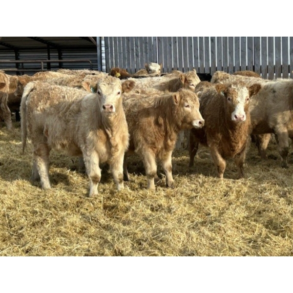 Rusty Ridge Cattle Co. Ltd. - 850# January Weaned Heifers - 69 Head (Bowden, AB)