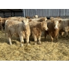 Image 1 : Rusty Ridge Cattle Co. Ltd. - 850# January Weaned Heifers - 69 Head (Bowden, AB)