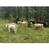 Image 2 : Cody & Brittany Black/Kirby & Cori Black - 525# October Heifer Calves - 100 Head (Water Valley, AB)