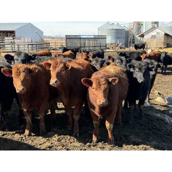 Reid Ranching Cremona - 720# April Delivery Heifers - 88 Head (Cremona, AB)