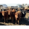Image 1 : Reid Ranching Cremona - 720# April Delivery Heifers - 88 Head (Cremona, AB)