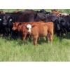 Image 7 : Calvin Rydzik - 625# November Delivery Steer Calves - 100 Head (Glenavon, SK)