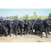Image 1 : Cornerglen Ranching (Friesen) - 10 Black Angus April/May Calving Bred Heifers (Crestomere, AB)