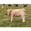 Image 7 : Holst Farms Ltd. - 700# October Delivery Steer Calves - 88 Head (Hays, AB)