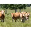Image 5 : Midpoint Farms - 1025# October Delivery Grass Heifers - 120 Head (Drayton Valley, AB)