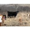 Image 5 : C & L Livestock - 32 Black Mature 3-Way Pairs (Edam, SK) VBP+
