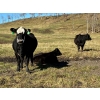 Image 7 : MG Cattle Co. Ltd. - 38 Black/BBF Simm/Angus X April/May Calving 2nd Calvers (Sangudo, AB)
