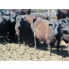 Image 4 : GDS Enterprises Ltd. - 23 Black/BBF Replacement Heifers (Burstall, SK)