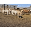 Image 3 : SVM Farms - 630# May Delivery Steers - 67 Head (Vauxhall, AB)