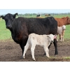 Image 3 : Oxbow Farms - 540# November Delivery Heifer Calves - 190 Head (Melita, MB)