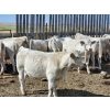 Image 6 : Cederlea Farms - 725# October Delivery Weaned Steers - 70 Head (Hodgeville, SK) VBP+