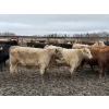 Image 6 : Jason Szymanek - 780# April Delivery Steers - 78 Head (Stauffer, AB)