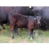Image 7 : L & J Ranch - 550# October Delivery Steer Calves - 70 Head (Harptree, SK)