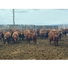 Image 2 : Breault Ranching Ltd. - 585# May Delivery Steers - 48 Head (Ste. Rose, MB) VBP+