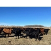 Image 2 : Pembina Ranching - 1050# November Delivery Grass Heifers - 118 Head (Drayton Valley, AB)