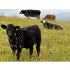 Image 5 : Running M Farms - 540# October Delivery Steer Calves - 41 Head (Airdrie, AB)