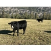 Image 5 : 20X Ranch Ltd. - 550# November Delivery Heifer Calves - 95 Head (Hedley, BC)
