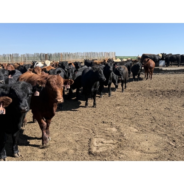 Hegedys Ranching - 1060# June Delivery Steers - 177 Head (Acme, AB)