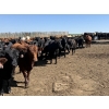 Image 1 : Hegedys Ranching - 1060# June Delivery Steers - 177 Head (Acme, AB)