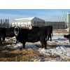 Image 7 : Greg Trewin - 26 BBF/BWF/Black Bred Heifers (Coulter, MB)