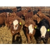 Image 3 : Van Hall Cattle Co. - 925# April Delivery Steers - 192 Head (Scandia, AB)