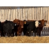 Image 2 : Hopper Farms/Jace Poffenroth - 910# January Delivery Steers - 68 Head (Eckville, AB)