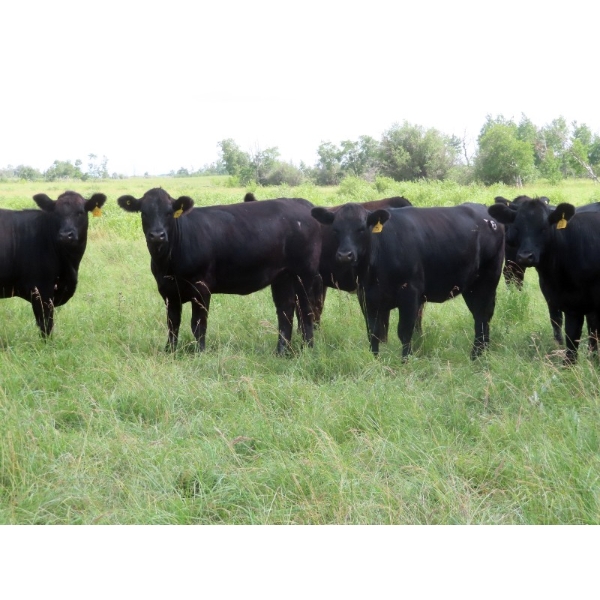 Taylor Enterprises Inc. - 875# September Delivery Grass Heifers - 210 Head (Wawota, SK)