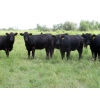 Image 1 : Taylor Enterprises Inc. - 875# September Delivery Grass Heifers - 210 Head (Wawota, SK)