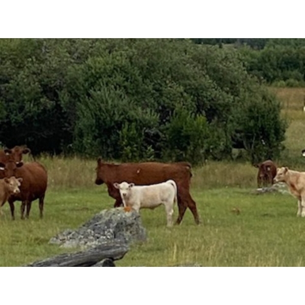 Rafter X Ranch - 585# November Delivery Steer Calves - 35 Head (Clinton, BC)