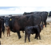 Image 2 : South Ridge Simmentals - 12 Black 1st & 2nd Calf Pairs (Monarch, AB)