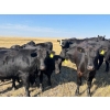 Image 4 : Boggy Springs Ranch - 1050# September Delivery Grass Heifers - 85 Head (Maple Creek, SK)