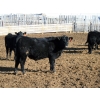 Image 4 : Circle Y Ranch - 600# February Delivery Steers - 48 Head (Raymond, AB)