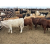 Image 12 : Chipping Hill Cattle Co. - 525# May Delivery Heifers - 65 Head (MacGregor, MB)