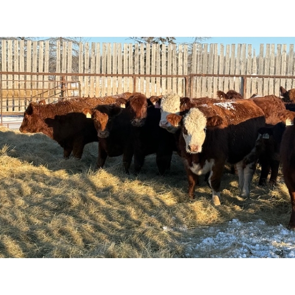 Salty Fox Farms - 26 Red Simm X Bred Heifers (Fork River, MB)