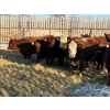 Image 1 : Salty Fox Farms - 26 Red Simm X Bred Heifers (Fork River, MB)